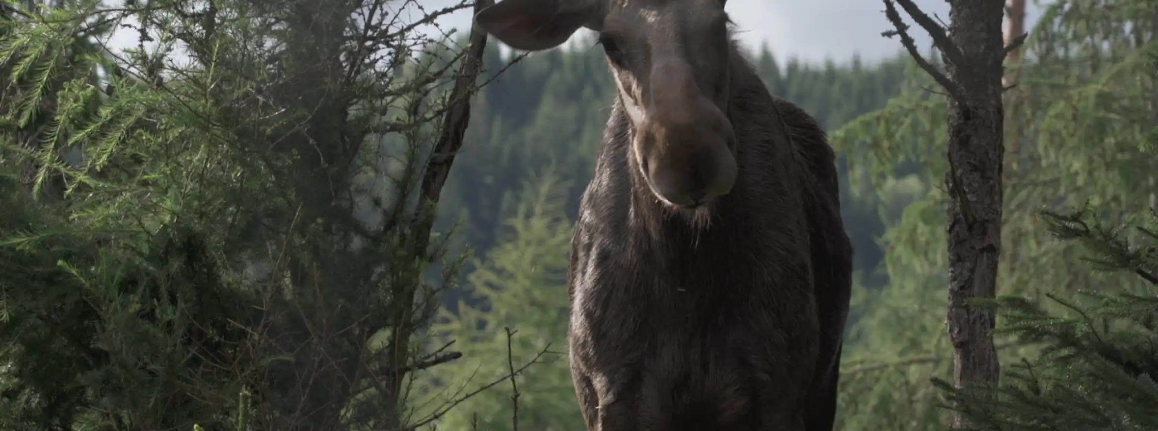 AMOOSED: a moose odyssey