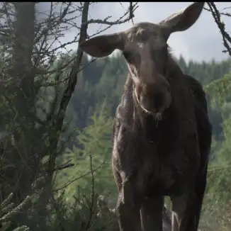 AMOOSED: a moose odyssey