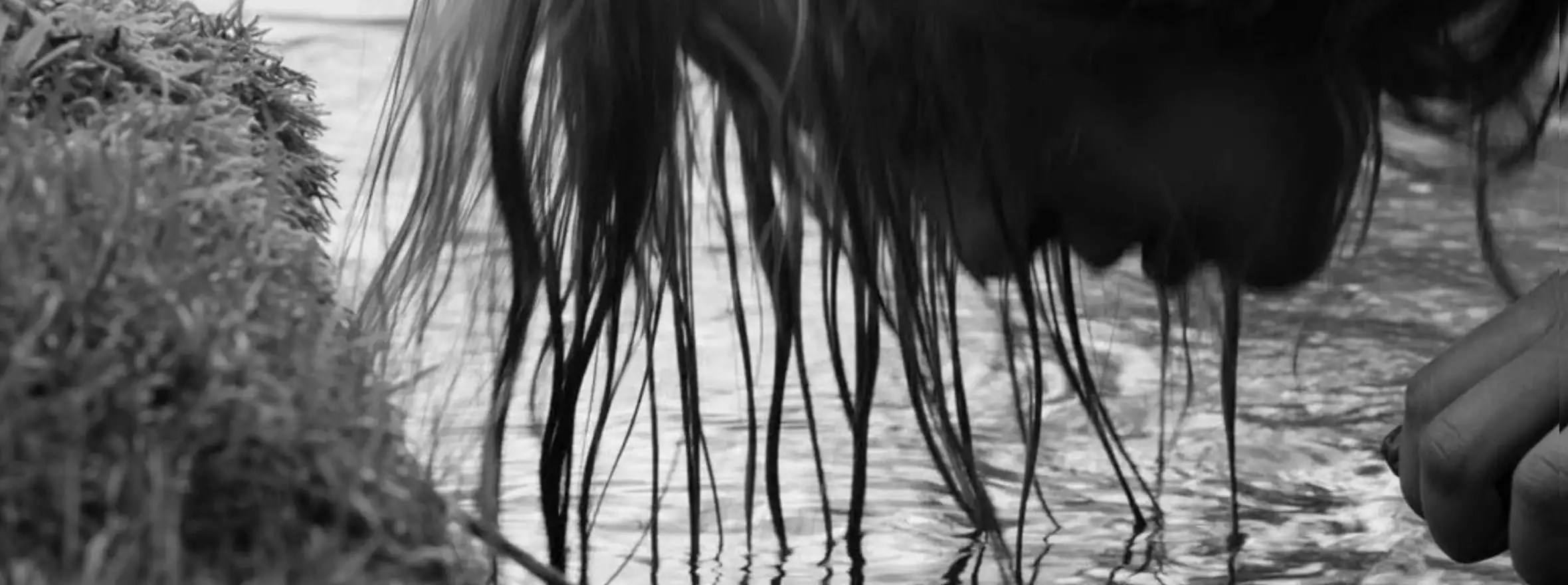 Wild Hunt