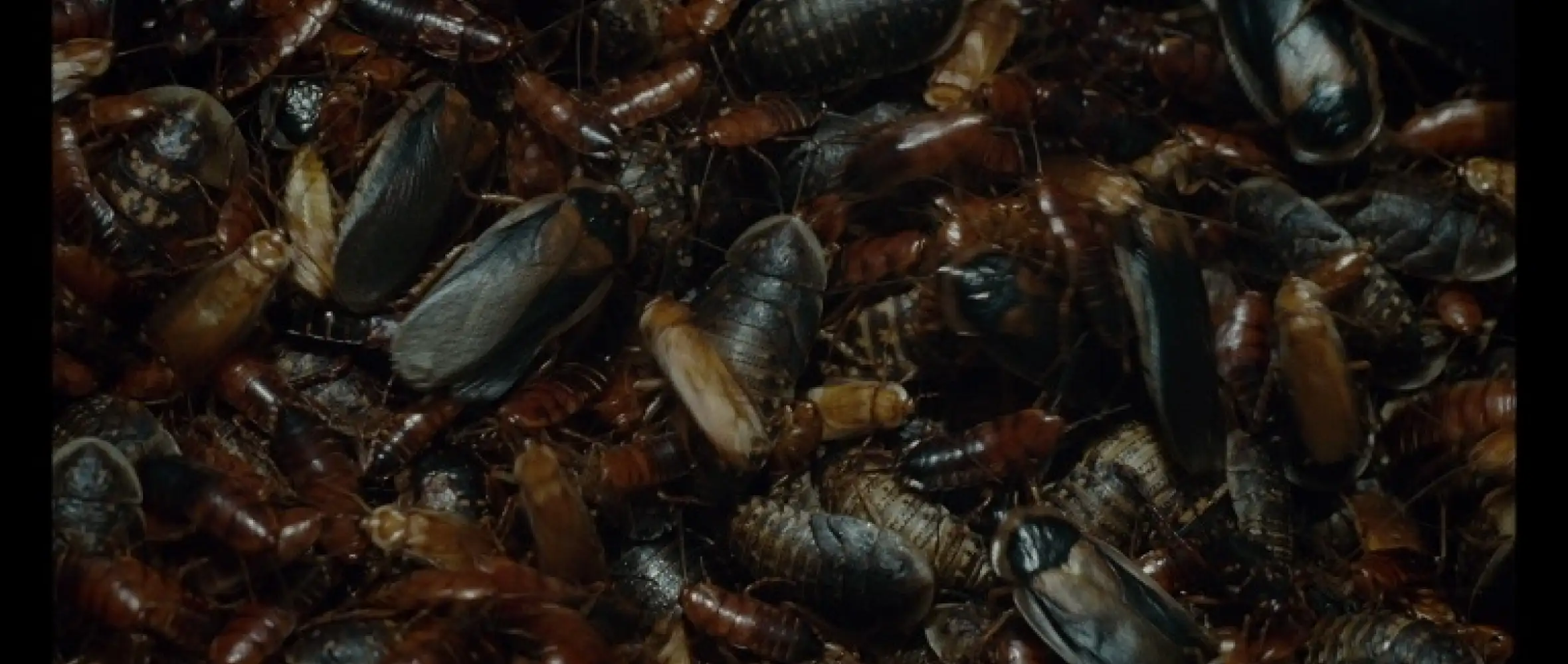 Švankmajerův HMYZ  bude mít premiéru v Rotterdamu