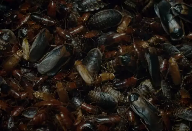 Švankmajerův HMYZ  bude mít premiéru v Rotterdamu